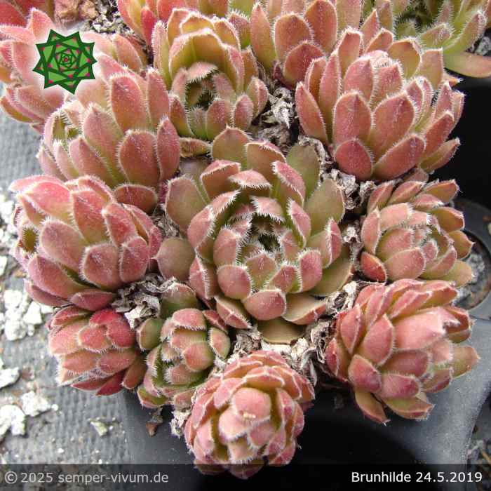 Sempervivum 'Brunhilde'